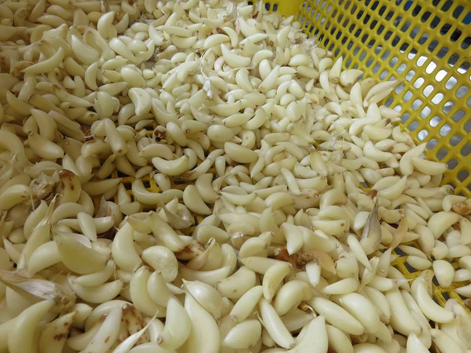 Máy bóc vỏ hành